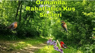 66  Ormanda Rahatlatıcı Kuş Sesleri Huzur Verici Dinlendirici kuşsesi orman huzur huzurlu [upl. by Raffin]