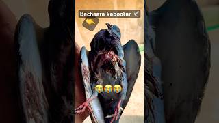 Bechaara kabootar 🕊️  nahi baccha  kabootar shorts short [upl. by Arvonio]