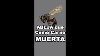 Abeja que come Carne  Abeja Buitre [upl. by Yaakov836]