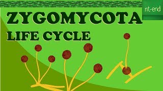 ZYGOMYCOTA LIFE CYCLE biology fungi division lifecycle [upl. by Sibyls]