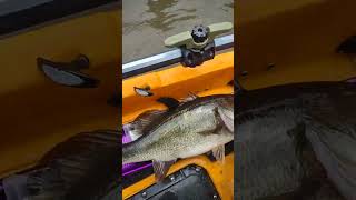 BIG BASS on lake Blackshear [upl. by Tobye]