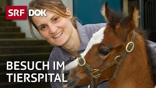 Patienten auf vier Beinen – Besuch im Tierspital Zürich  Reportage  SRF [upl. by Nomar]