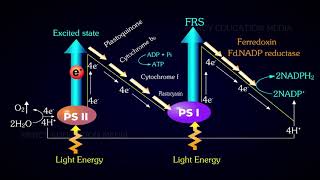 Cyclic and Noncyclic Photophosphorylation [upl. by Mcgean]