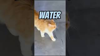 CatampWater feedshorts watercat cat fypyoutubeshorts catlover subscribemychannel waterforlife [upl. by Aken274]