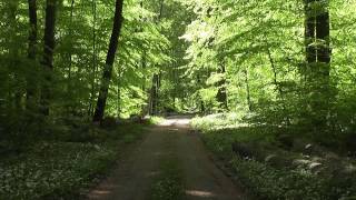 Stock Footage  Frühling im Wald [upl. by Eicats]