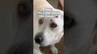 🐾🫛The amphibious Bean🫛🐾 labrador retriever DogVideos dogsplaying yt dogsplay LabradorDog [upl. by Aruam]