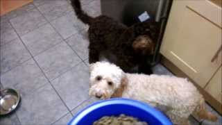 Eden Holistic Pet Food Jessie and Max the Cockapoo [upl. by Aehsat]