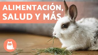 ¿Cómo CUIDAR UN CONEJO 🐰 ¡Guía Completa de CUIDADOS DEL CONEJO [upl. by Monteria]