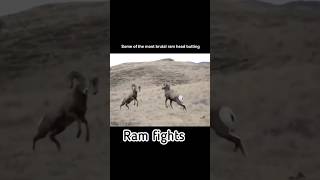 Ram Fights music relax animals rest [upl. by Jilleen437]