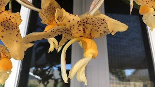 Stanhopea Bird of Prey [upl. by Lachlan315]