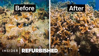 Restoring Floridas Dying Coral Reefs  Refurbished  Insider [upl. by Ymmat]