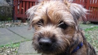 Ted the border terrier puppy on the frost [upl. by Leonardi166]