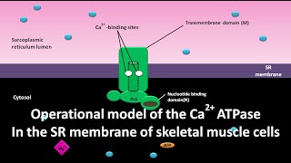 Operational model of Ca2 ATPase in the SR membrane of skeletal muscle cells [upl. by Adnawed]