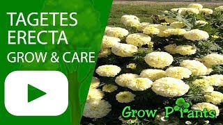 Tagetes erecta  grow care amp harvest [upl. by Haelak]