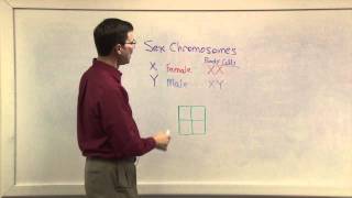 Biology 1107  Gender Chromosomes [upl. by Haraz]