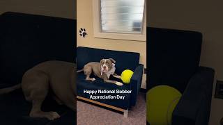 Celebrate w us amp enjoy slobbery 💋 from our adorable office dogs NationalSlobberAppreciationDay [upl. by Nonnek]