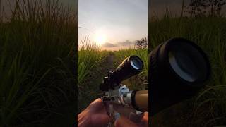 Discovery MS 416x42 AOAC new scope🌠 pcp airgun hunting youtubeshorts shorts short shortvideo [upl. by Meeks]