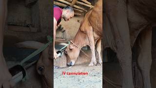 quickest and easiest intravenous injection in jugular veinanimal shortviral cow [upl. by Korie288]