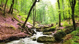 Un havre de paix chez vous  Belle forêt ruisseau et sons naturels chants doiseaux F Amathy [upl. by Eibrab]