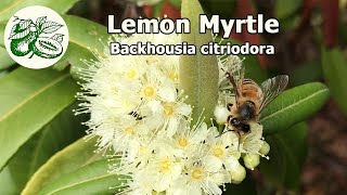 Lemon Myrtle Backhousia citriodora A native bushfood and the queen of lemon scented plants [upl. by Sonya496]