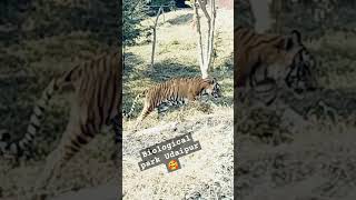 short viralshort 😍 Udaipur🥰🥰 udaipurtourism newsong travel [upl. by Garfinkel]