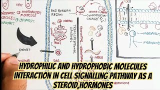 Hydrophilic And Hydrophobic Molecules Interaction In Cell Signalling Pathway As A SteroidHormones [upl. by Wystand]