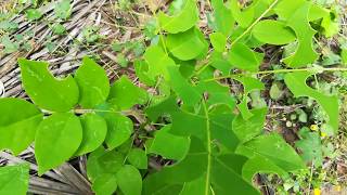 Gliricidia Sepium plantsGreen Manure plantsGiri Pushpa [upl. by Koser]