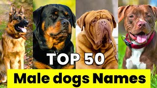 Male Dogs Names  Top 50 Male Dog Names  New and Unique Male Dog Names [upl. by Armbruster179]