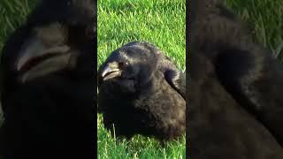 Crow Sounds  Territorial Vocalisations  Park Crows [upl. by Hteazile]