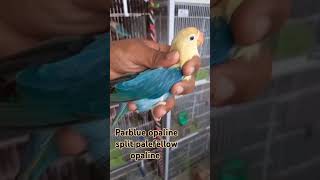 Parblue opaline split palefellow opaline  African lovebirds variety  Lutino love bird bird aviary [upl. by Grissom]