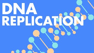 DNA Replication ANIMATION  Molecular Basis of Inheritance Class 12 Biology  NEET 2022 [upl. by Aihsined123]