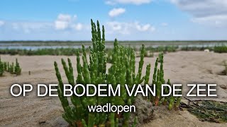 26  OP DE BODEM VAN DE ZEE  Wadlopen [upl. by Perzan266]