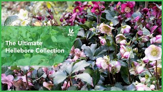 The Ultimate Hellebore Collection [upl. by Anelrahs]