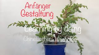 Chinesischer Wacholder Juniperus Gedanken eines Anfängers Bonsai oder Kleinholz 202405 [upl. by Anelac]