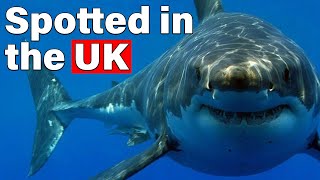 Why Great White Sharks Could Soon Appear in UK [upl. by Tomasina]