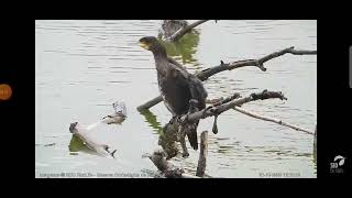 Cormoran Webcam laguna Riet Vell seobirdlife [upl. by Narud]