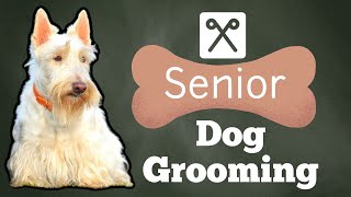 GROOMING a SENIOR dog with SPECIAL NEEDS  Using the Groomers Harness [upl. by Bright424]