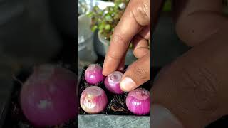 SECRET to Growing Shallots in Pots at Home [upl. by Fanchie]