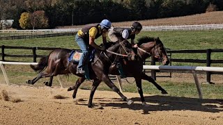 Breezing Up outside and Peachy Promises rail breeze 38ths on 111 [upl. by Pasia735]