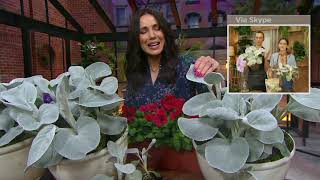 Robertas 4Piece Senecio Angel Wings Succulent Live Foliage on QVC [upl. by Aitnom673]