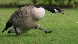 How to troll a goose [upl. by Dory]