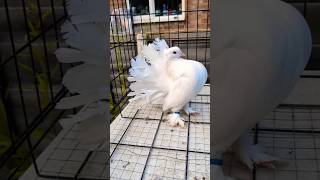 Indian Fantail Pigeon 😱 fancypigeon birds beautifulpigeonloft faintailpigeon subscribe channel [upl. by Rudolfo400]