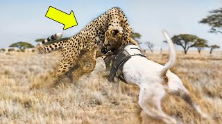 Este Leopardo Subestimo La Fuerza del Perro y Pago Las Consecuencias Final inesperado [upl. by Spear]