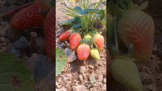 strowberry strawberry farming gardening Smart Agro amp Garden Farm [upl. by Adnilim679]