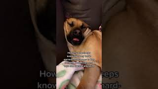 Dog snoring sounds [upl. by Ayhdnas]