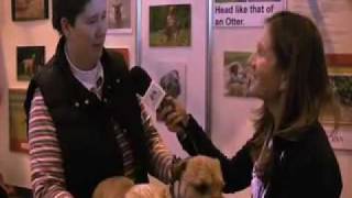 Crufts 2009 Discover Dogs  Border Terrier [upl. by Rosemare]