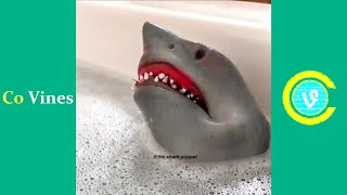 Try Not To Laugh Watching Shark Puppet Compilation  Funny Shark Puppet TikTok Videos [upl. by Llerrom]