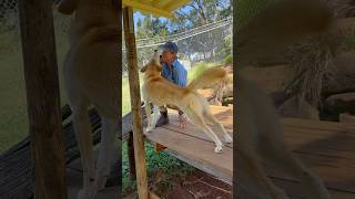 Dingoes take off there coat wildaustralia dingoes dundee warragul australia apexpredator [upl. by Einahteb784]