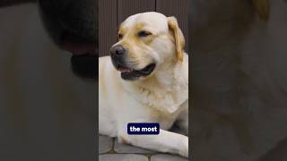 What’s the most popular dog breed [upl. by Blandina664]