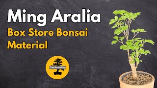 Ming Aralia Bonsai Material First Steps [upl. by Tnomed]